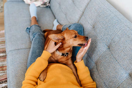 Young hispanic woman petting her dog while resting on couch at homeの写真素材