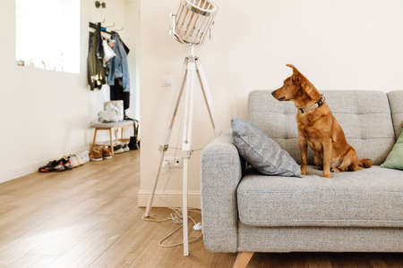 Ginger dog with collar looking aside while sitting on sofa at home