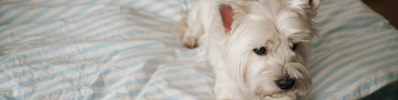 West highland white terrier lying on bed at homeの写真素材