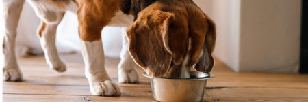 Beagle dog eating from a bowl indoorsの写真素材