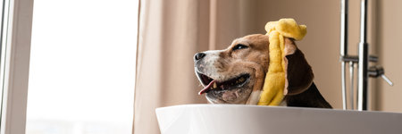 Beagle puppy dog taking a bath, sitting in bathtub indoorsの写真素材