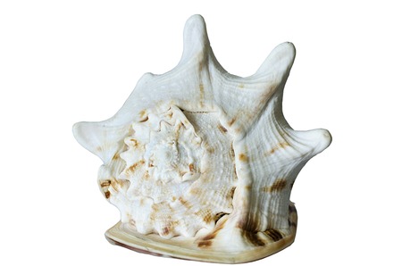 Big ocean  shell isolated on white background