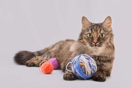 cat with threads on a white background.の写真素材