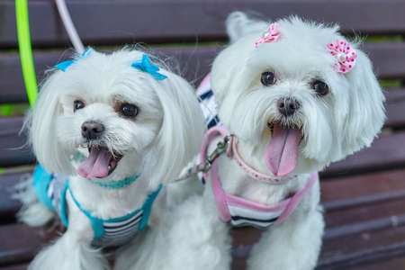 almost sharp photo. photo session of the Maltese lapdog in the park on a white bench.