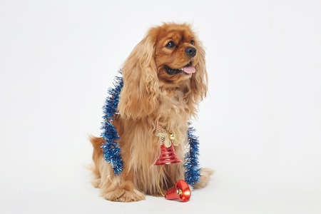 Cocker Spaniel with Christmas decorations. The concept of Christmas and New year. photo session in the Studio on a white backgroundの写真素材