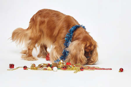 Cocker Spaniel with Christmas decorations. The concept of Christmas and New year. photo session in the Studio on a white backgroundの写真素材