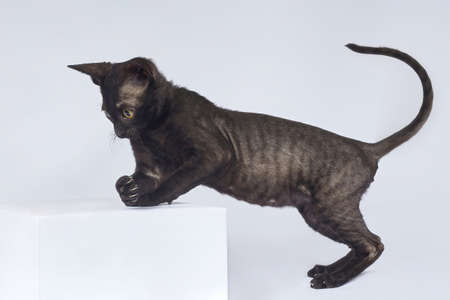 playful black kitten of the Cornish Rex breed. photo shoot on a white backgroundの写真素材