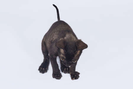 playful black kitten of the Cornish Rex breed. photo shoot on a white backgroundの写真素材