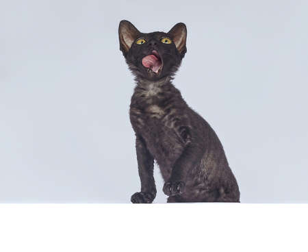 playful black kitten of the Cornish Rex breed. photo shoot on a white backgroundの写真素材