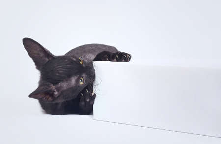 playful black kitten of the Cornish Rex breed. photo shoot on a white backgroundの写真素材