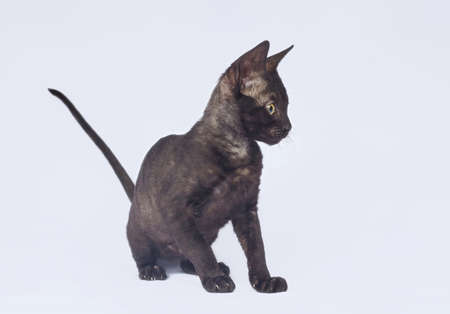 black Cornish Rex kitten is playing with a USB cable. photo shoot on a white backgroundの写真素材