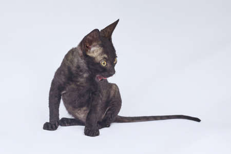 black Cornish Rex kitten is playing with a USB cable. photo shoot on a white background