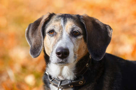 portrait of a young dog in autumn on yellow fallen leaves