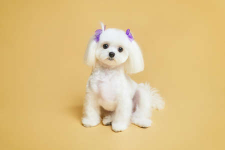 charming little Maltese lapdog. photo shoot in the studio on a yellow background.の写真素材