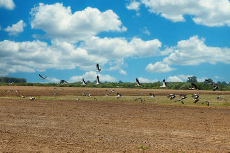 flock of storks lands on a plowed field in search of food.の写真素材