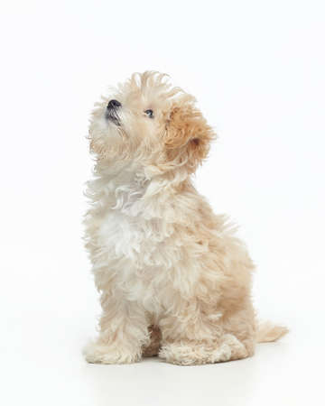 young shaggy puppy leans on a woman's hand. photo shoot in the studio on a white background.の写真素材