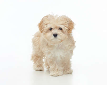 young shaggy puppy maltipu sits in the studio on a white background.の写真素材