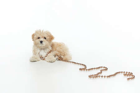 young shaggy puppy maltipu sits in the studio on a white background.の写真素材