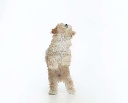 young shaggy puppy maltipu sits in the studio on a white background.