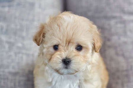 funny brown puppy maltipoo. sitting in the back of a toy truck.の写真素材