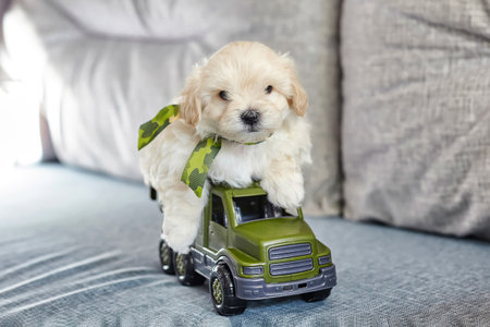 funny brown puppy maltipoo. sitting in the back of a toy truck.