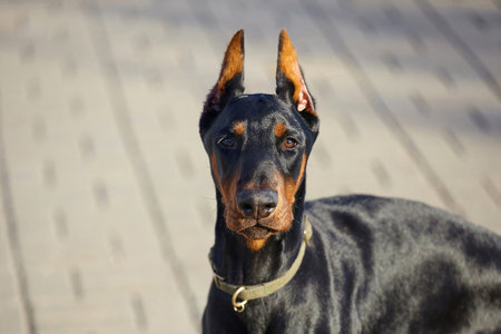 great young Doberman on the background of autumn foliage.の写真素材