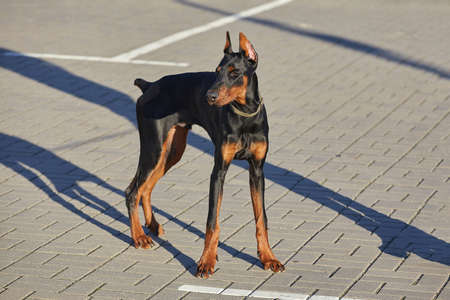 great young Doberman on the background of autumn foliage.の写真素材