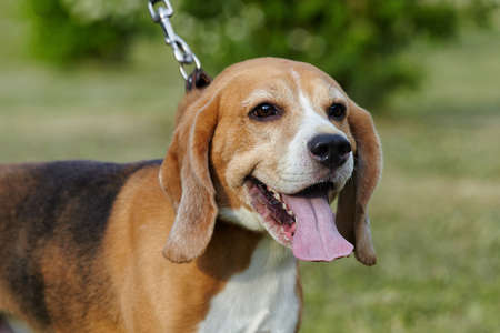 charming beagle dog on the street in summer.