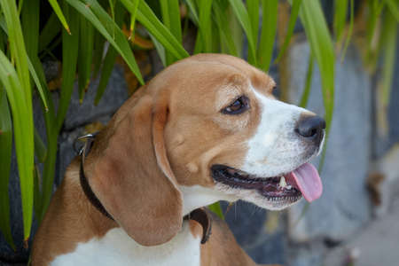 charming beagle dog on the street in summer.
