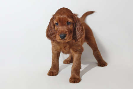 brown adorable Irish setter puppy. photo shoot in the studio on a white background.の写真素材