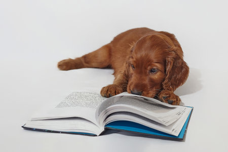 Brown adorable Irish setter puppy with a champion cup winner. photo shoot in the studio on a white background.の写真素材