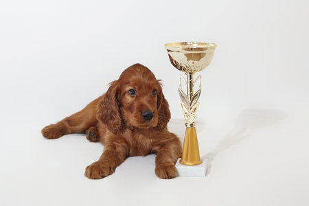 Brown adorable Irish setter puppy with a champion cup winner. photo shoot in the studio on a white background.の写真素材