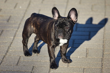 charming puppy of a black French bulldog in sunny weather in the parking lot.の写真素材