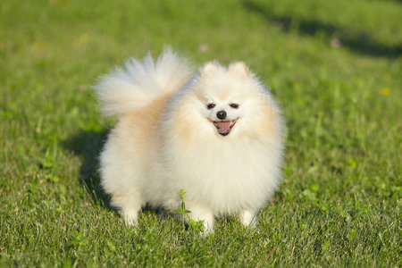 charming young dog. Spitz of white color in sunny weather on green grass.の写真素材