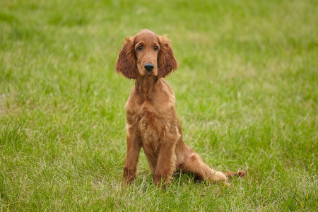 young brown Irish setter puppy on a green lawn.の写真素材