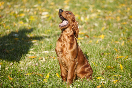 young brown Irish setter puppy on a green lawn.