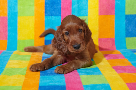 Two small brown adorable Irish setter puppies. photo shoot in the studio on a white background.の写真素材