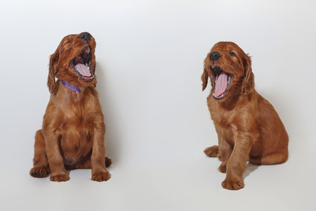 Two small brown adorable Irish setter puppies. photo shoot in the studio on a white background.