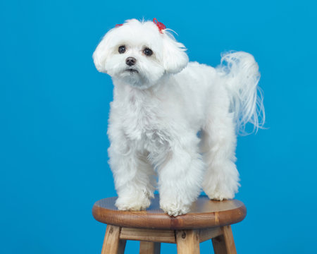 charming little Maltese lapdog. photo shoot in the studio on a pink background.