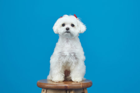 charming little Maltese lapdog. photo shoot in the studio on a pink background.の写真素材
