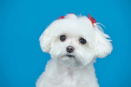 charming little Maltese lapdog. photo shoot in the studio on a pink background.の写真素材