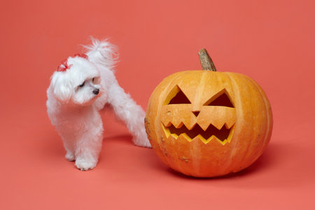 charming little Maltese lapdog. photo shoot in the studio on a pink background.の写真素材