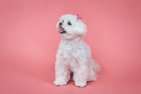 charming little Maltese lapdog. photo shoot in the studio on a pink background.