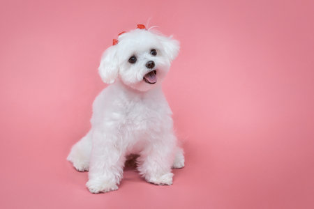 charming little Maltese lapdog. photo shoot in the studio on a pink background.の写真素材