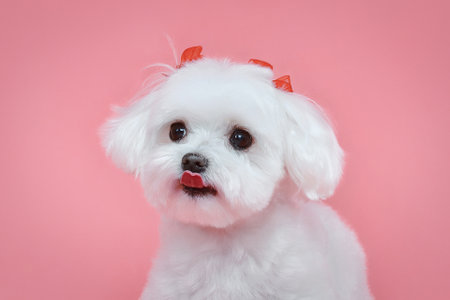 charming little Maltese lapdog. photo shoot in the studio on a pink background.の写真素材