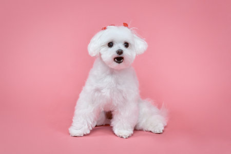 charming little Maltese lapdog. photo shoot in the studio on a pink background.の写真素材