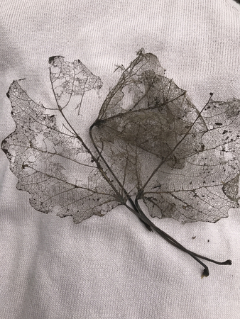 Decaying wood leaf. There is one mesh - the base of the sheet.の写真素材