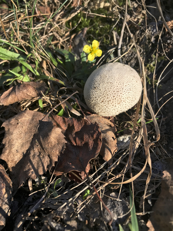 A field mushroom of white color and round form grew among grass and fallen leaves on a meadow.