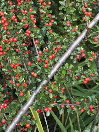 Branch of a bush with small juicy leaves. It has a lot of red berries.