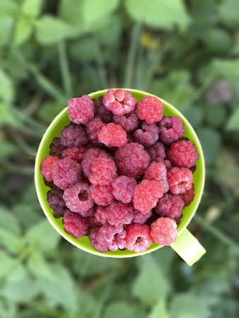 Brightly red, fresh, juicy raspberries are collected in a mug of light green color. It stands on the...